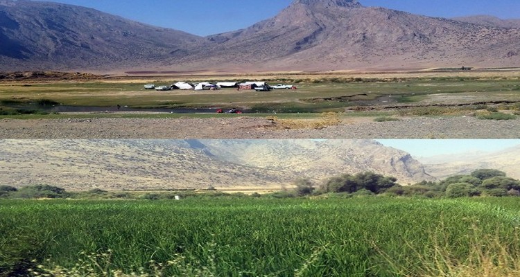 تناقض آشکار کاشت برنج و تبلیغ کلزا و زیره در هرسین/ در یک سال آبی خوب کاشت 211هکتار برنج  گاماسیاب را خشکاند