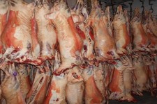 کشف 7 لاشه گوشت قرمز کشتار غیر مجاز و پلمپ قصابی در هرسین