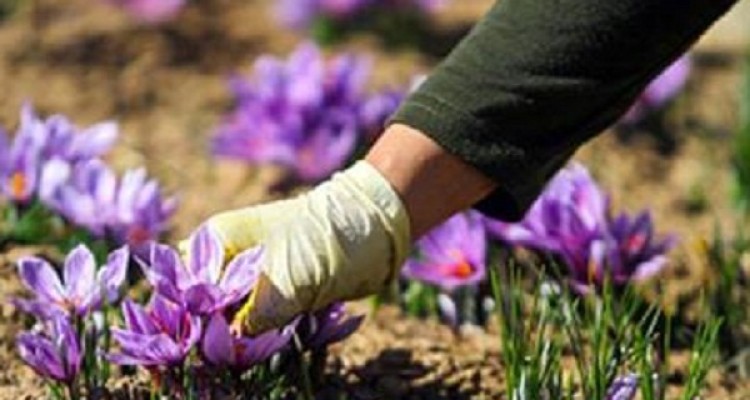 برداشت 9کیلو گرم زعفران از مزارع شهرستان هرسین