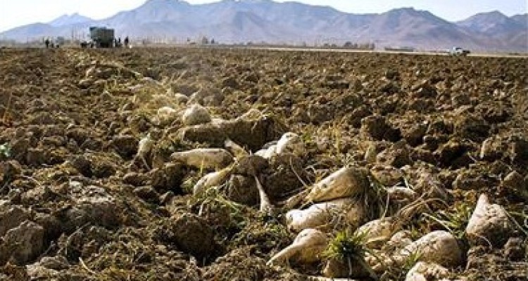 حدود 2070 هکتار از اراضی شهرستان زیر کشت چغندر رفته است