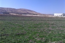 توسعه کشت گیاهان دارویی در شهرستان هرسین