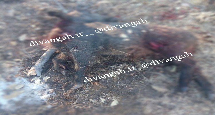  شکار غیر مجاز گراز وحشی در شهرستان هرسین