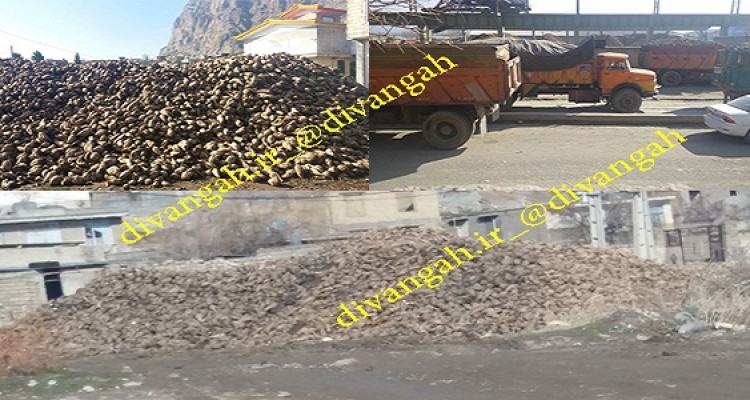 از بین رفتن حاصل دسترنج چغندرکاران هرسینی جلوی چشمان همه!