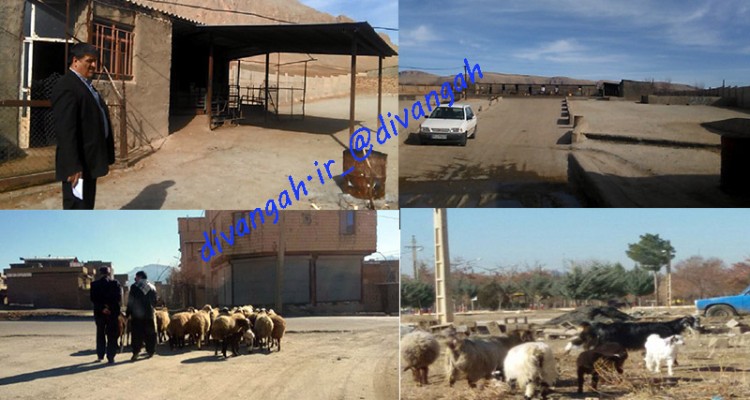 شهری که شبیه به روستا شده است/ فروش غیرمجاز دام در کوچه و خیابان
