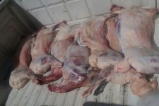 کشف 120 کیلوگرم لاشه کشتار غیرمجاز از یک قصابی در هرسین