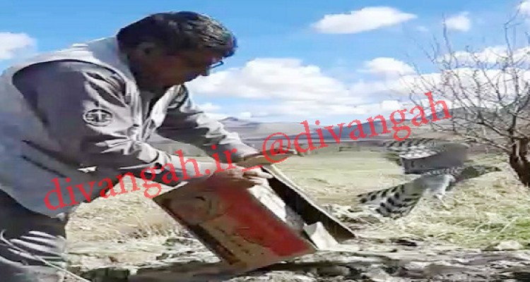 رها سازی یک بهله پرنده شکاری تیمار شده در طبیعت هرسین+تصویر