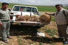 5قطعه کبک وحشی از منزل متخلفین کشف و ضبط شد 