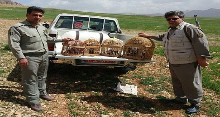 5قطعه کبک وحشی از منزل متخلفین کشف و ضبط شد 