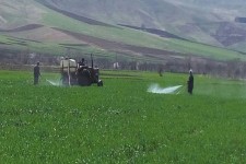 اجرای طرح مبارزه با آفت سن غلات و علف هرز در سطح مزارع هرسین