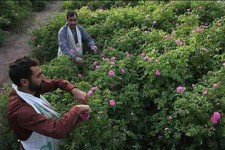 آغاز برداشت گل محمدی  در سطح 45هکتار از باغات هرسین