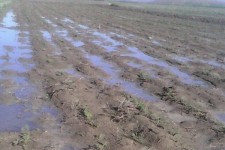 بخشی از اراضی زراعی در هرسین دچار خسارت شدند/بیماری برق زدگی در بیش از 1150هکتار از اراضی تحت کشت نخود 