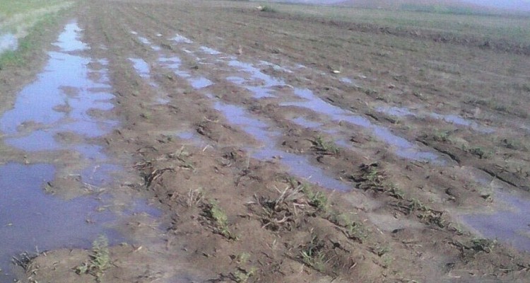 بخشی از اراضی زراعی در هرسین دچار خسارت شدند/بیماری برق زدگی در بیش از 1150هکتار از اراضی تحت کشت نخود 