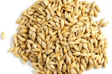 تولید ۱۲۵۰۰تن محصول جو در هرسین