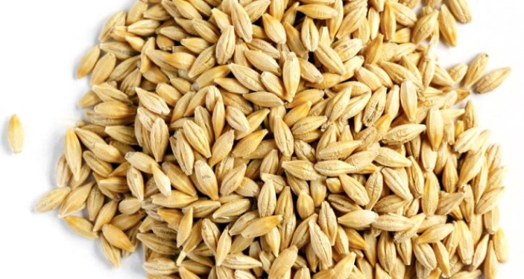 تولید ۱۲۵۰۰تن محصول جو در هرسین