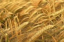 تولید بیش از ۱۱ هزار تن جو در شهرستان هرسین.