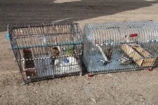  دستگیری ۳ صیاد و شکارچی متخلف در هرسین