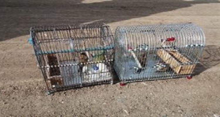  دستگیری ۳ صیاد و شکارچی متخلف در هرسین