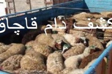26 راس دام قاچاق در هرسین کشف شد 