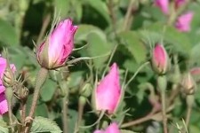 پیش‌بینی برداشت 180 تن گل محمدی در هرسین 