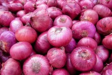 باید بتوانیم با برگزاری جشنواره ،پیاز هرسین را به یک برند تبدیل کنیم 