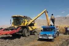 تولید ۸۵۰۰ تن ذرت دانه ای در شهرستان هرسین