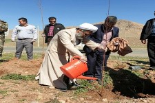 غرس 14500 اصله نهال در شهرستان هرسین 