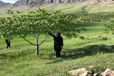 خسارت تگرگ و باد در سطح باغات و مزارع شهرستان مورد رصد و ارزیابی قرار گرفت