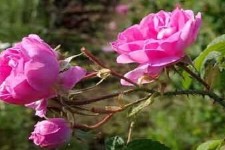 پیش بینی برداشت ۱۶۵ تن گل محمدی از سطح باغات شهرستان هرسین