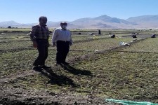 کشت نشای پیاز در روستای مبارک اباد بخش بیستون