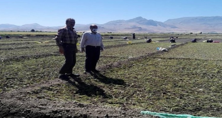 کشت نشای پیاز در روستای مبارک اباد بخش بیستون