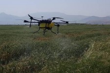 سمپاشی علیه سنک کلزا و سن گندم در سطح ۵۰ هکتار از اراضی زراعی هرسین با استفاده از پهباد