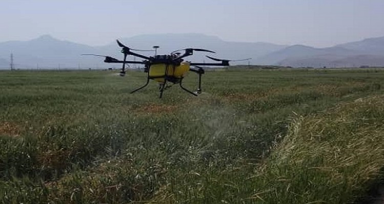 سمپاشی علیه سنک کلزا و سن گندم در سطح ۵۰ هکتار از اراضی زراعی هرسین با استفاده از پهباد