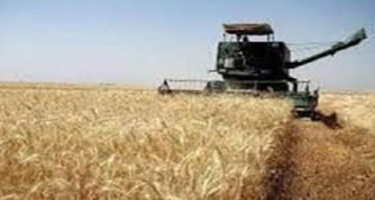 افزایش ۲۰ درصدی تولید گندم و جو نسبت به سال گذشته در هرسین 