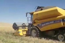 برداشت کلزا از سطح ۱۴۸هکتار از مزارع شهرستان هرسین