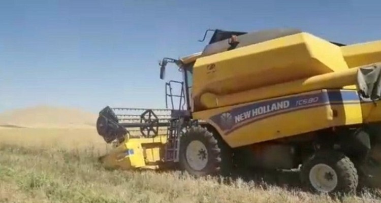 برداشت کلزا از سطح ۱۴۸هکتار از مزارع شهرستان هرسین