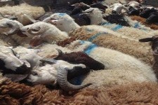 14 راس دام قاچاق در هرسین کشف شد  