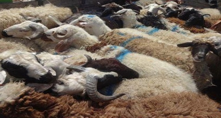 14 راس دام قاچاق در هرسین کشف شد  