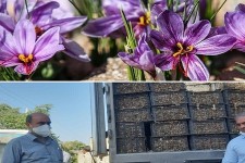 آغاز توزیع پیاز زعفران در شهرستان هرسین