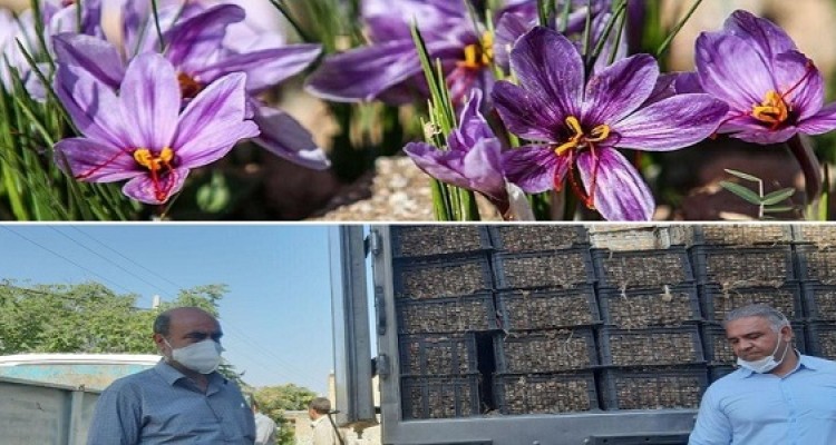 آغاز توزیع پیاز زعفران در شهرستان هرسین