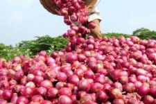 آغاز برداشت پیاز از مزارع شهرستان هرسین/ پیش بینی برداشت 20هزار تن 