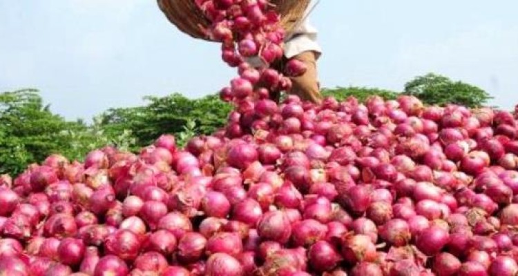 آغاز برداشت پیاز از مزارع شهرستان هرسین/ پیش بینی برداشت 20هزار تن 