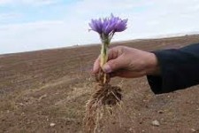 توسعه کاشت زعفران در شهرستان هرسین/توزیع هشتاد تن  پیاز زعفران مرغوب بصورت رایگان بین کشاورزان شهرستان