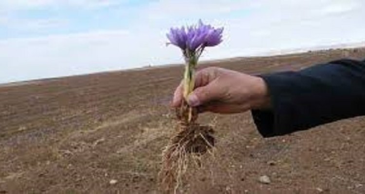 توسعه کاشت زعفران در شهرستان هرسین/توزیع هشتاد تن  پیاز زعفران مرغوب بصورت رایگان بین کشاورزان شهرستان