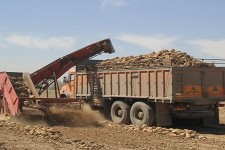 پیش بینی تولید ۶۶هزارتن چغندر در شهرستان هرسین