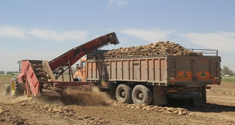 پیش بینی تولید ۶۶هزارتن چغندر در شهرستان هرسین