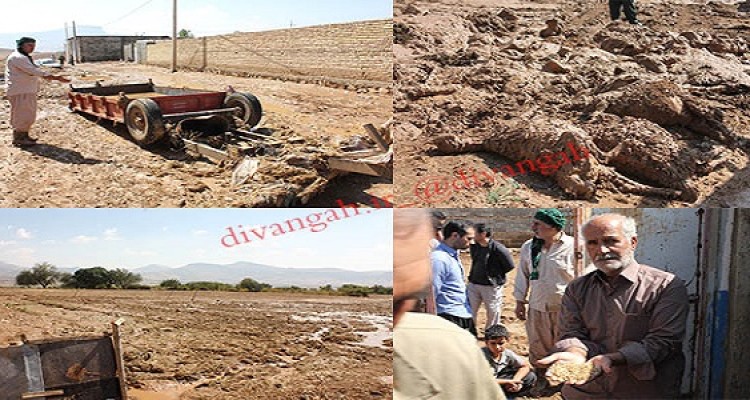 خسارت 9میلیارد و سیصد میلیون تومانی سیل اخیر به مزارع، باغات، دام و زیرساخت های کشاورزی در هرسین
