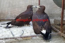 تحویل دوبهله عقاب توسط جوانان طبیعت دوست به محیط زیست هرسین