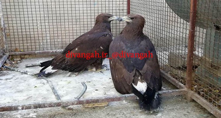 تحویل دوبهله عقاب توسط جوانان طبیعت دوست به محیط زیست هرسین