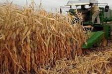 تولید بیش از 13هزارتن ذرت دانه ای در شهرستان هرسین