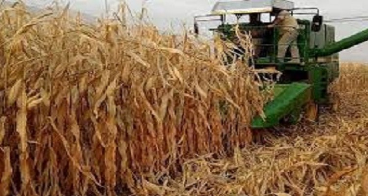 تولید بیش از 13هزارتن ذرت دانه ای در شهرستان هرسین